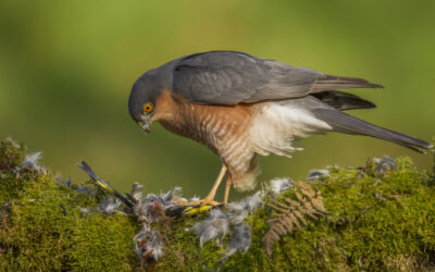 Sparrow Hawks and Wildlife Conservation in Ireland